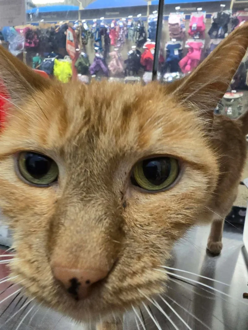 An adult medium-sized female Tabby cat named Jackie Marigold for adoption in Chandler, AZ