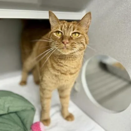 An adult small-sized female Orange / Red Domestic Short Hair cat named Guava for adoption in Atlanta, GA
