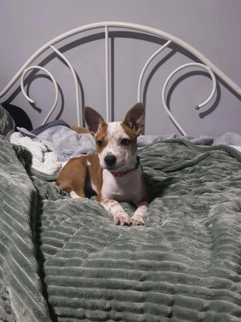A baby medium-sized female Mixed Breed dog named Toto for adoption in Holbrook, NY