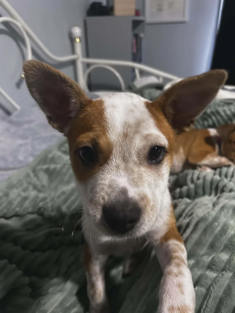 Toto thumbnail 2