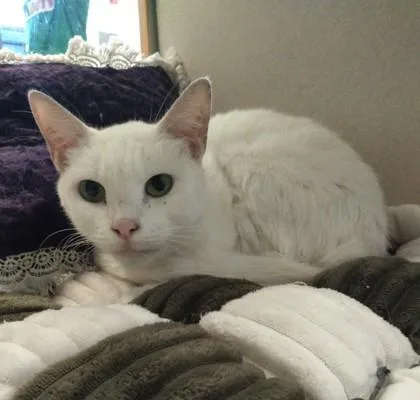 An adult small-sized female Domestic Short Hair cat named Lulu for adoption in Palm Coast, FL