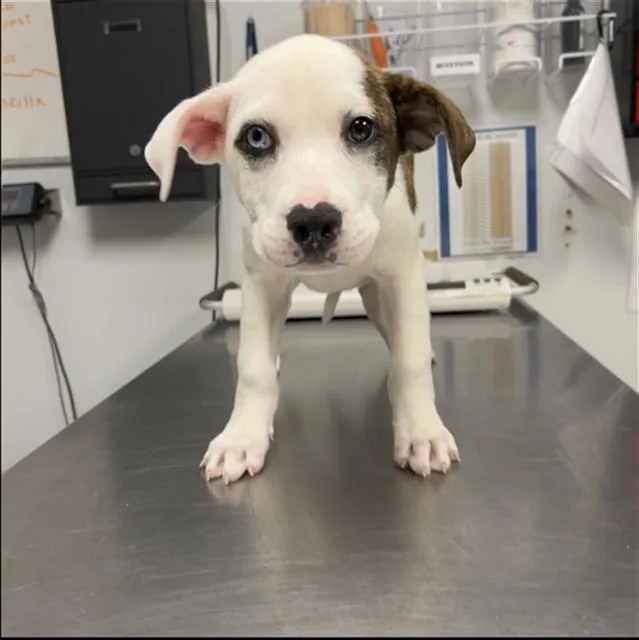 A baby small-sized male Siberian Husky dog named Rubble for adoption in Lincolnton, NC