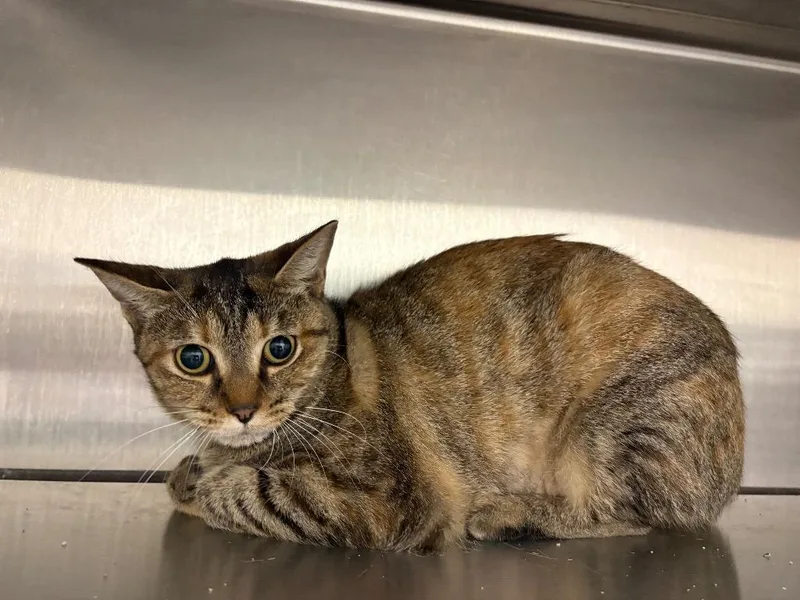 A young medium-sized female Domestic Short Hair cat named Verbena Ginger for adoption in Greeneville, TN