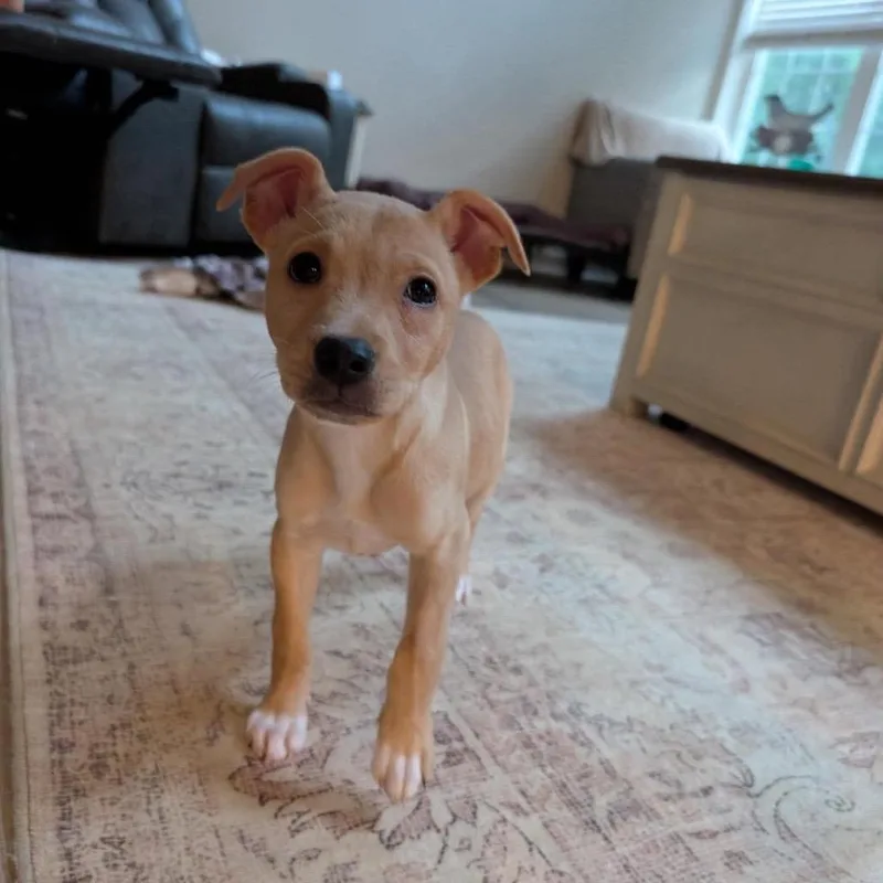 A baby medium-sized female White / Cream Mixed Breed dog named Bo Peep for adoption in Fredericksburg, VA