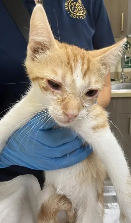A baby small-sized male Domestic Short Hair cat named Queso for adoption in Honolulu, HI