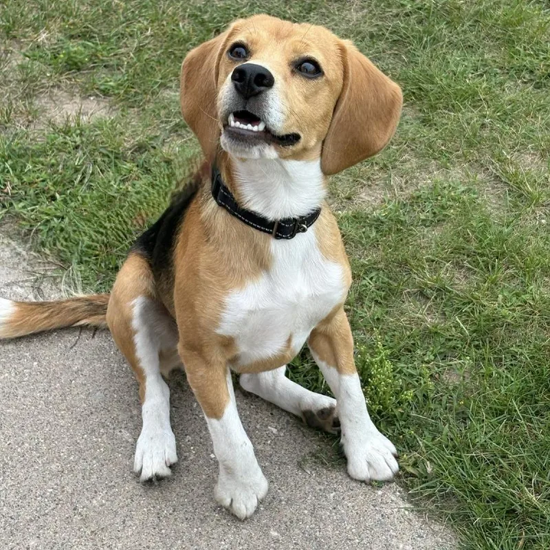 An adult small-sized male Brown / Chocolate Beagle dog named Peanuts for adoption in Escanaba, MI