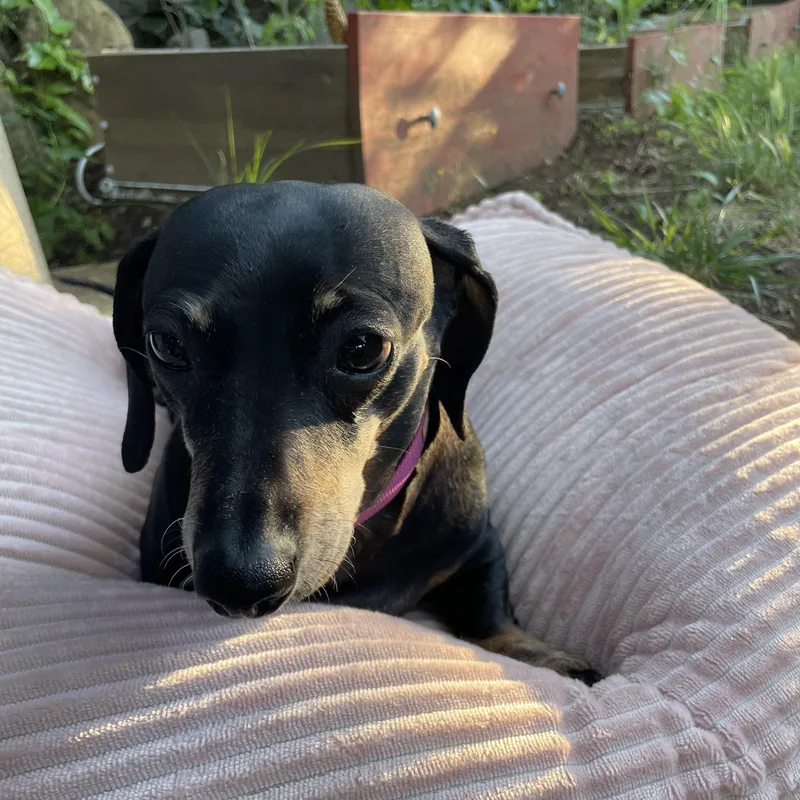 Polly thumbnail 2
