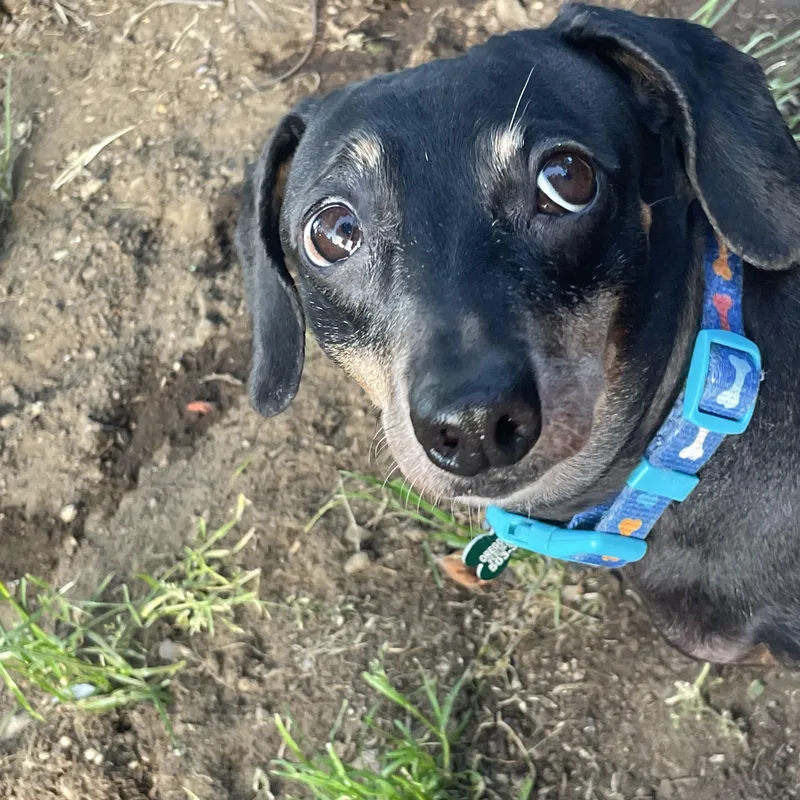 Polly thumbnail 4
