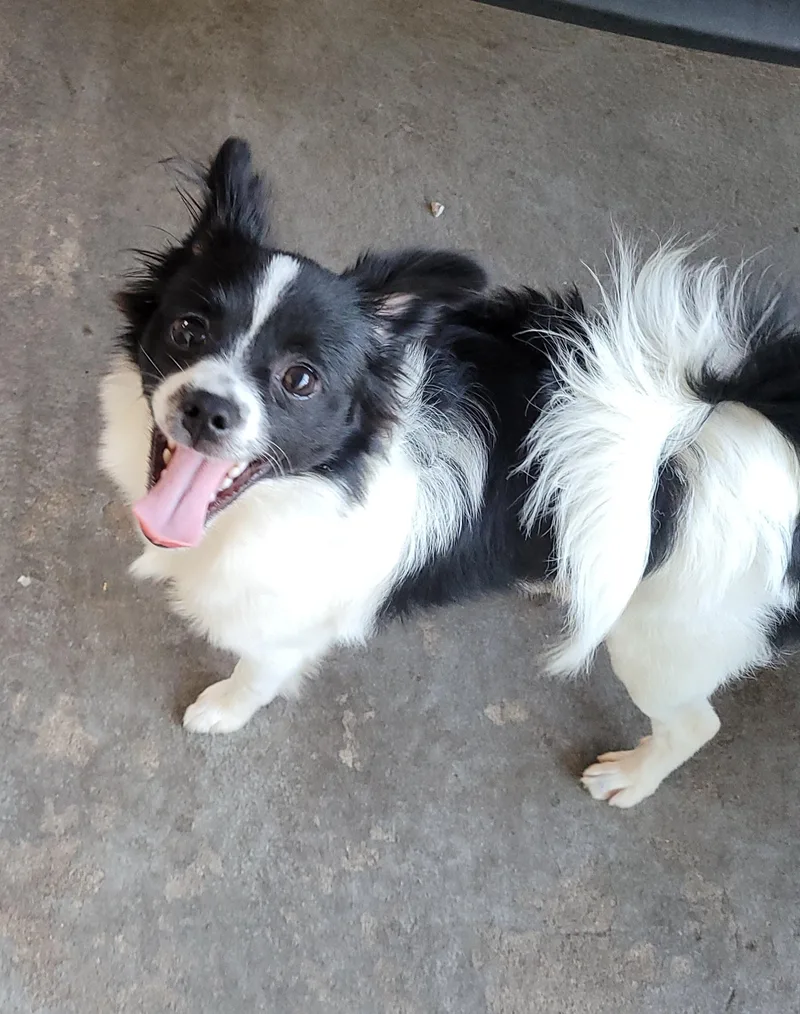 A baby small-sized male Black Pomeranian dog named Donny for adoption in Reseda, CA