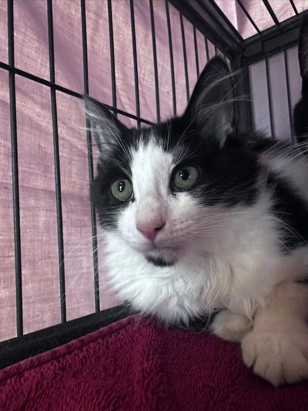 A baby medium-sized female Black & White / Tuxedo Domestic Long Hair cat named Vhagar for adoption in Clayton, NJ