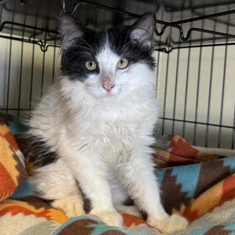 A baby medium-sized female Domestic Long Hair cat named Zena for adoption in Saginaw, MI