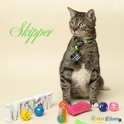Skipper