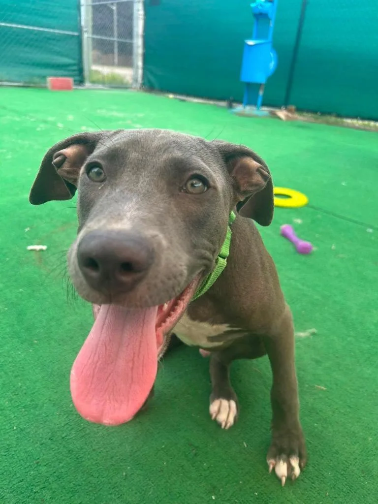 A baby large-sized male Mixed Breed dog named Braveheart for adoption in Warren, MI