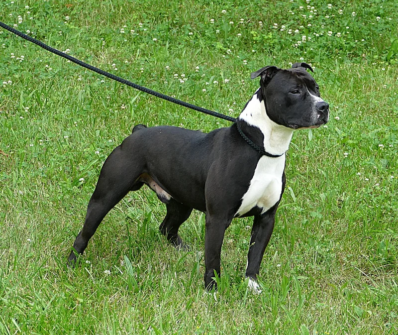An adult medium-sized male Black Pit Bull Terrier dog named Cobi for adoption in Beechbottom, WV