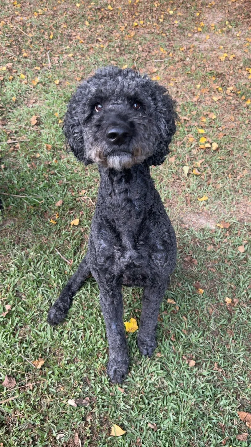 An adult large-sized male Standard Poodle dog named Tank for adoption in Walker, LA