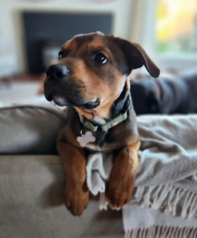 A baby large-sized male Boxer dog named Bear for adoption in Bothell, WA