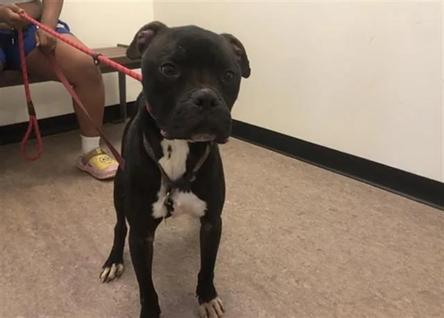 An adult large-sized male Terrier dog named Cisco for adoption in Saint Louis, MO