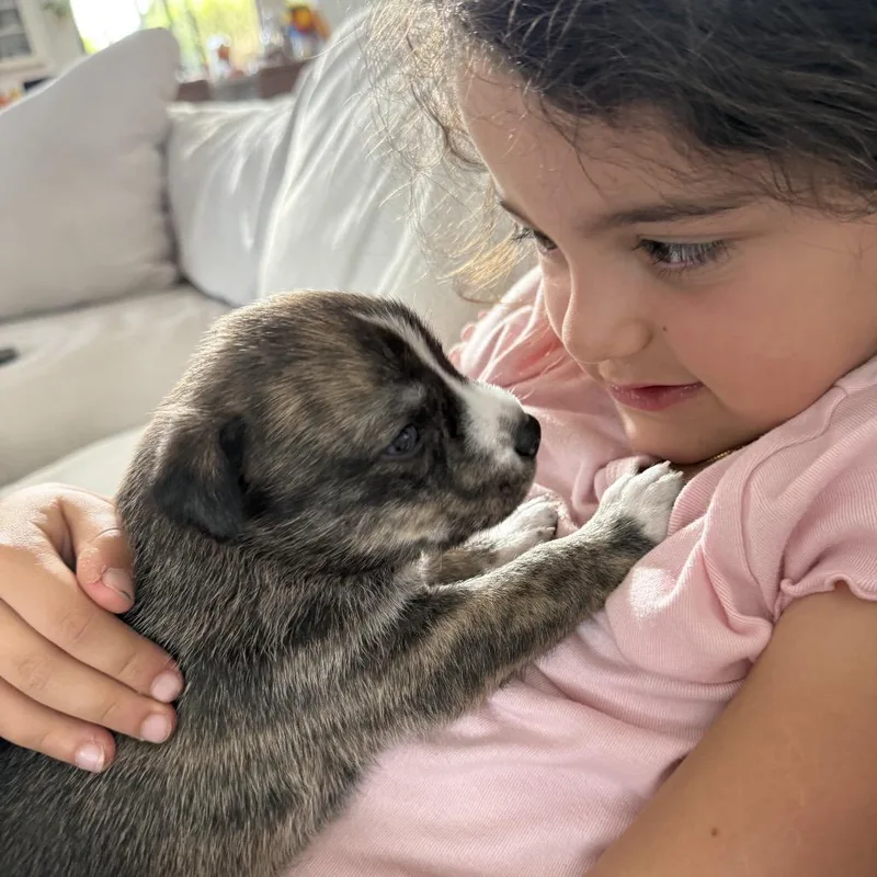 A baby medium-sized female Brindle Husky dog named Sable for adoption in Oceanside, CA