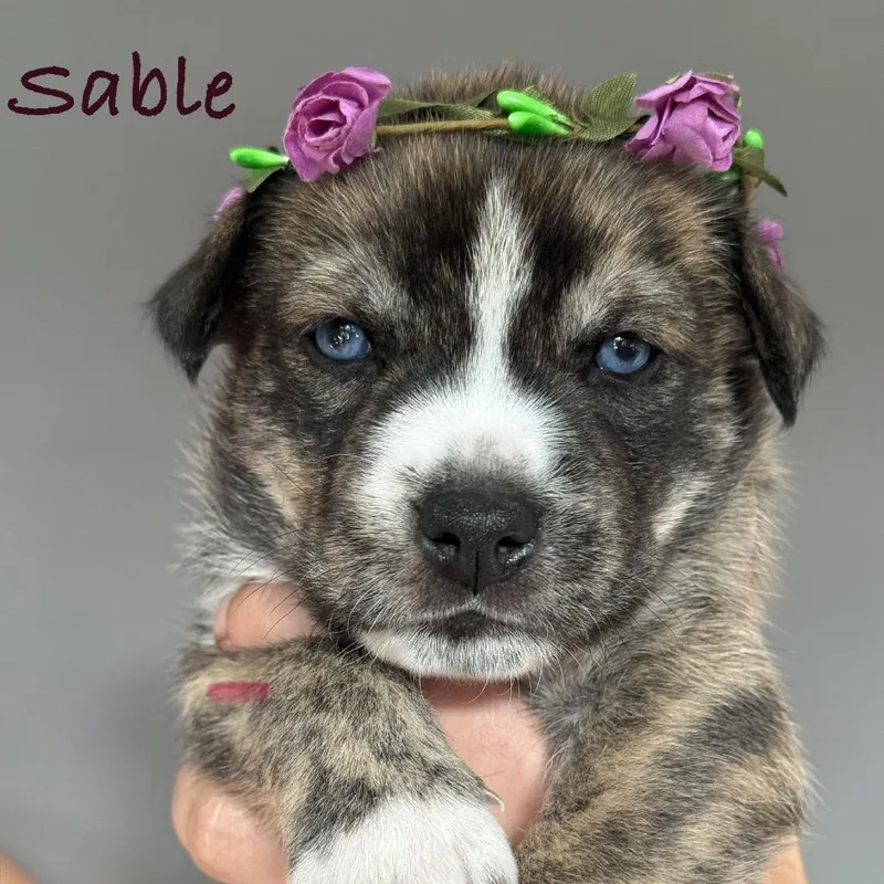 Sable thumbnail 3