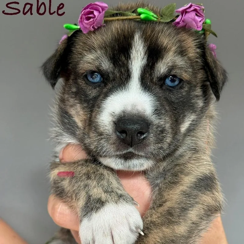 Sable thumbnail 5