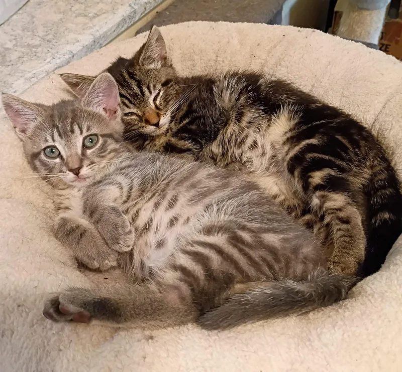 Nick  Super Snuggly