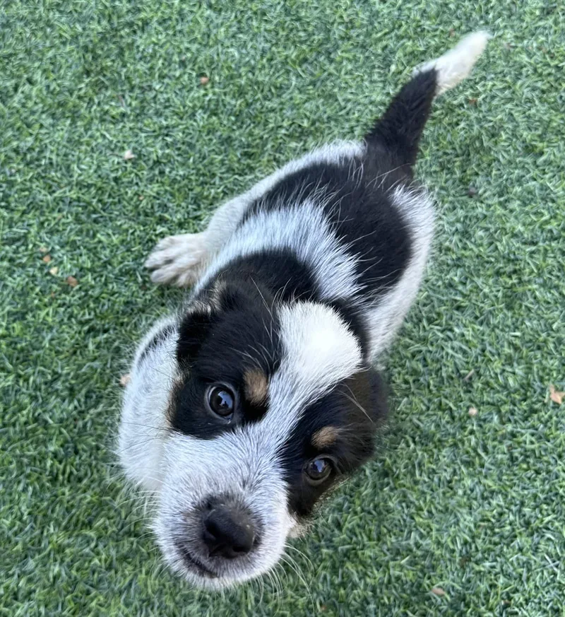 A baby medium-sized male Border Collie dog named Sir Loin for adoption in San Diego, CA