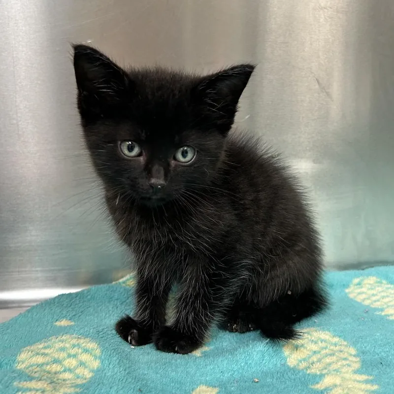 A baby small-sized male Black Domestic Short Hair cat named Popcorn Chicken for adoption in Bryan, TX