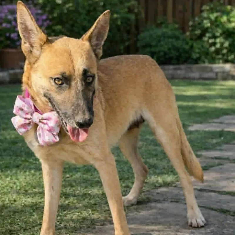 Pretzel Gs thumbnail 3