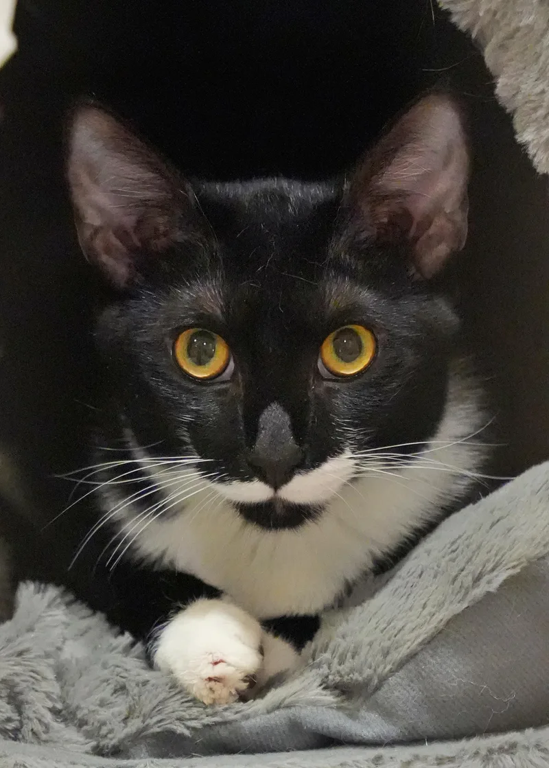 Mitsy