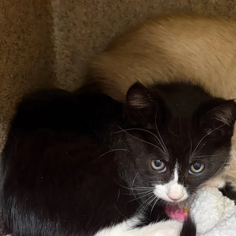 A baby small-sized female Black Domestic Short Hair cat named Katara for adoption in Pleasanton, CA