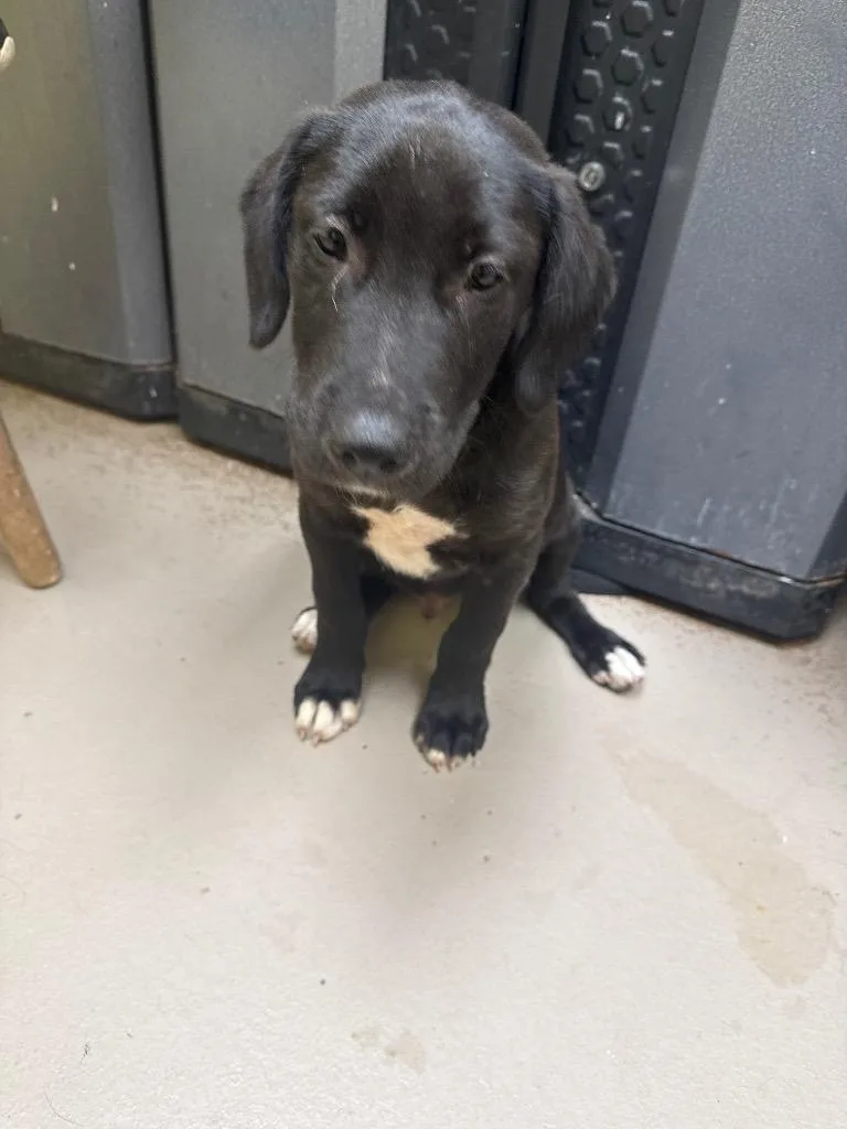 A baby medium-sized male Labrador Retriever dog named Gaston for adoption in Crossville, TN