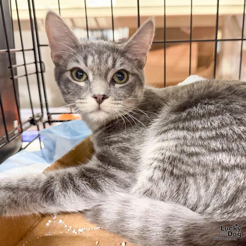 A baby medium-sized female Domestic Short Hair cat named Montana for adoption in Washington, DC