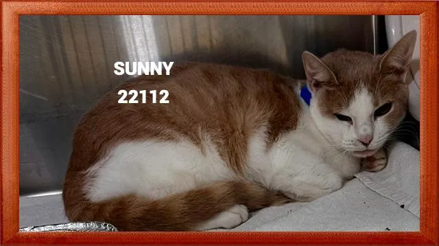 A young medium-sized male Cream / Ivory Domestic Short Hair cat named Sunny for adoption in Marietta, GA