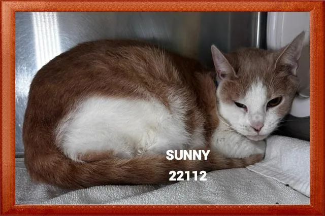 Sunny thumbnail 2