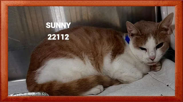 Sunny thumbnail 3