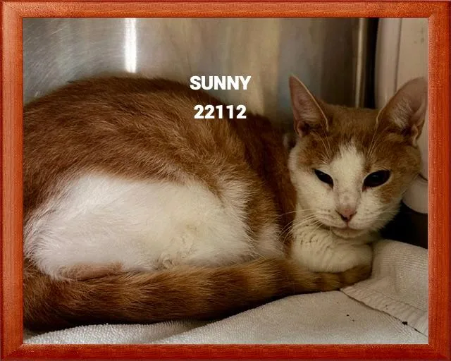 Sunny thumbnail 4