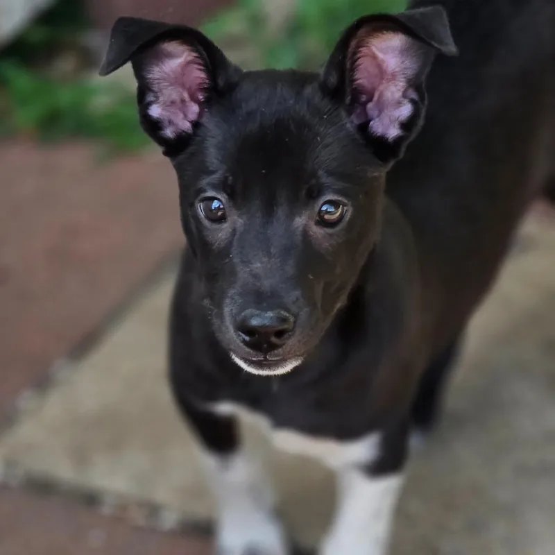 Sophie Al thumbnail 4