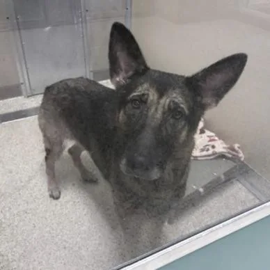 An adult medium-sized female Black German Shepherd Dog dog named Kia for adoption in New Ringgold, PA
