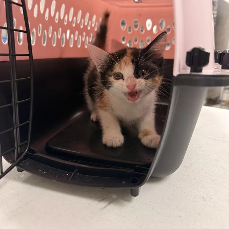 A baby small-sized female Calico Domestic Short Hair cat named Sherisec for adoption in East Saint Louis, IL