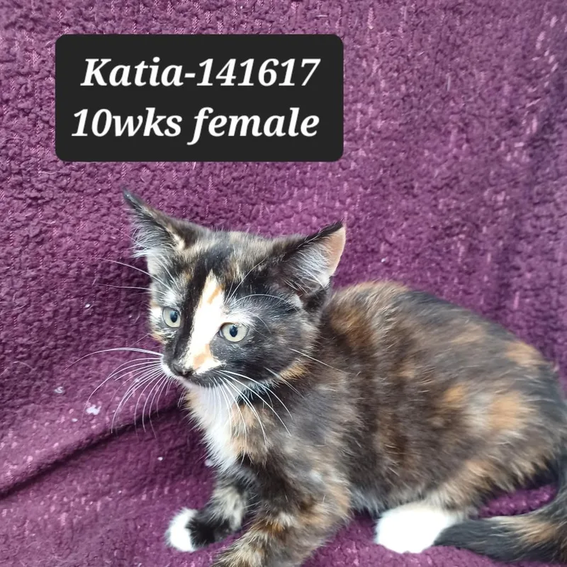 A baby small-sized female Domestic Short Hair cat named Katia for adoption in New Tazewell, TN