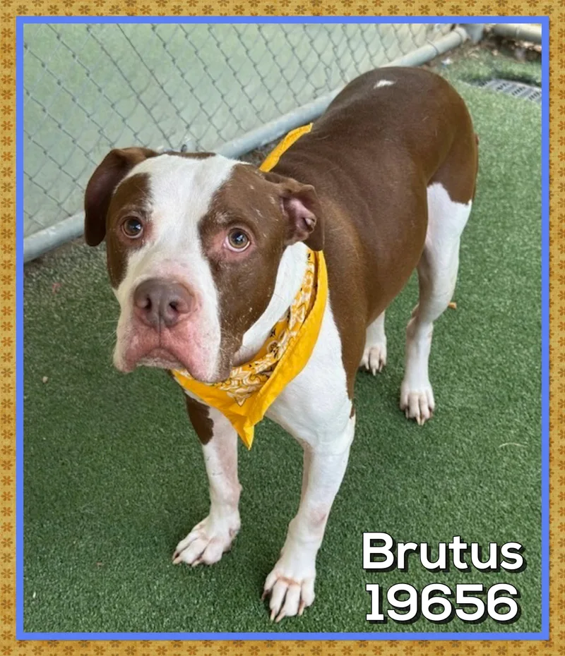 A senior large-sized male Brown / Chocolate American Bulldog dog named Brutus for adoption in Marietta, GA
