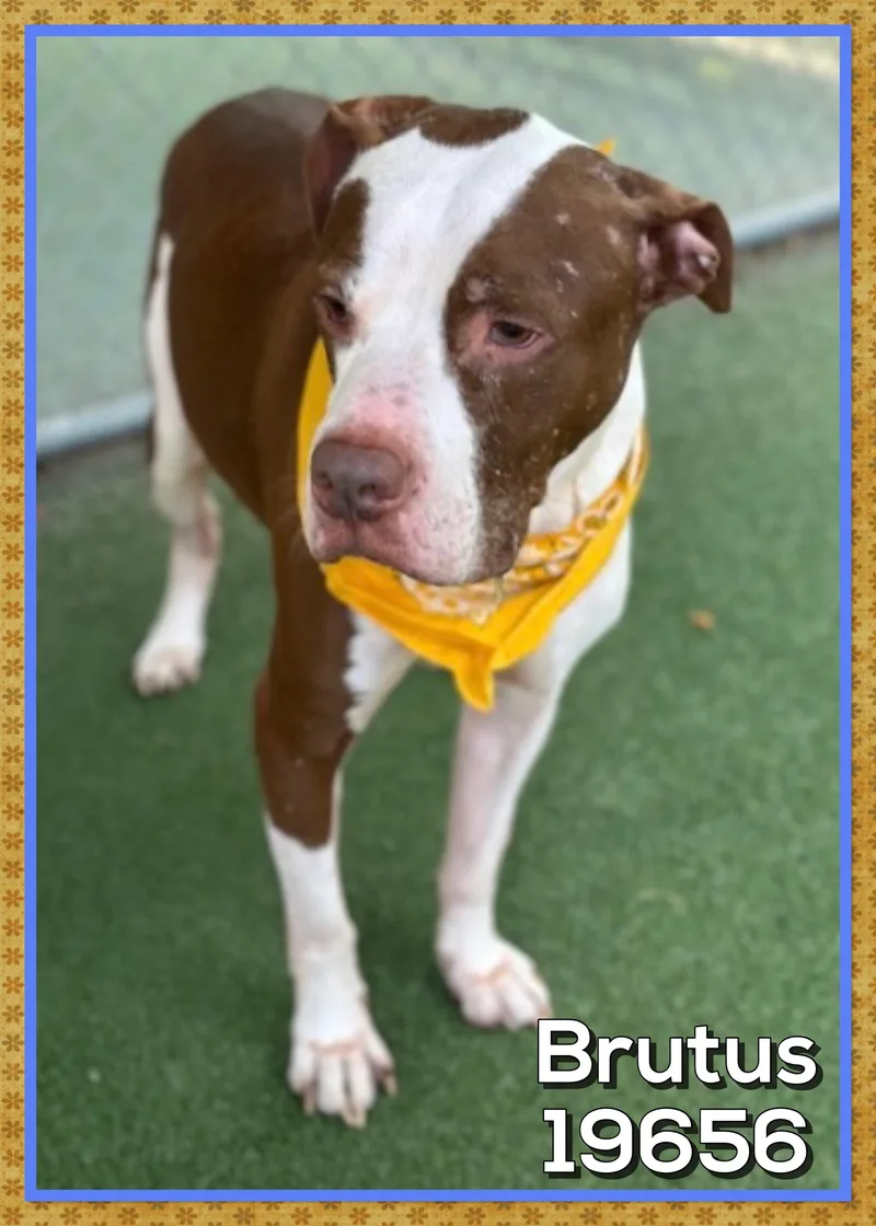 Brutus thumbnail 3