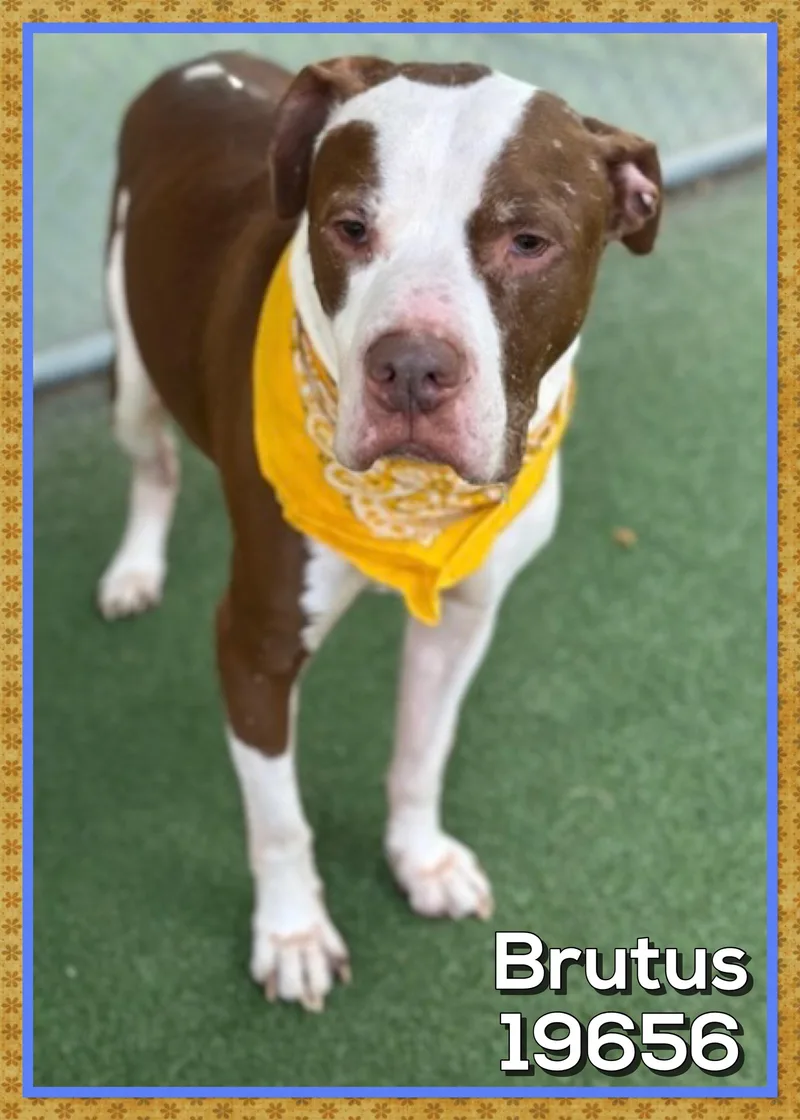 Brutus thumbnail 4
