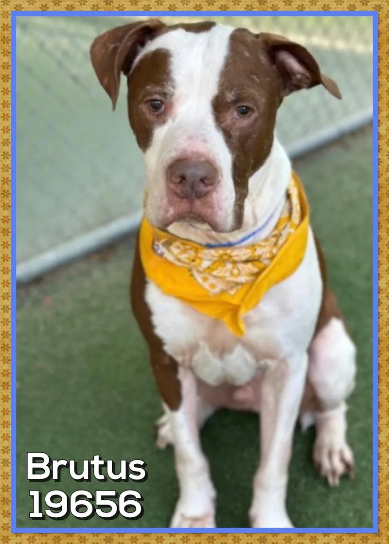 Brutus thumbnail 5