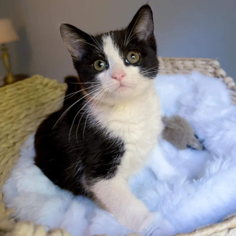 A baby small-sized male Domestic Short Hair cat named Goose for adoption in Normal, IL