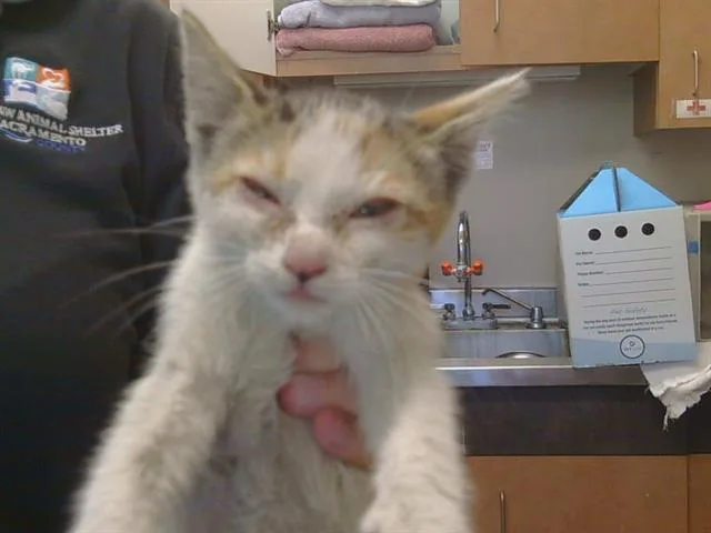 A baby small-sized female Domestic Short Hair cat named Mindy for adoption in Sacramento, CA