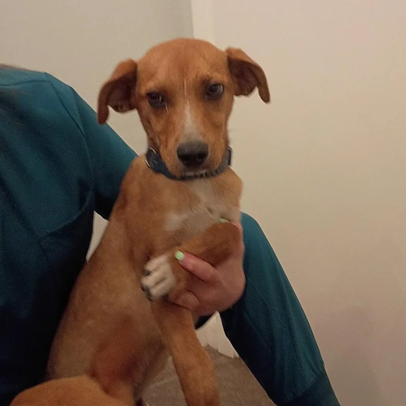 A baby small-sized male Mixed Breed dog named Raymond for adoption in Danville, VT