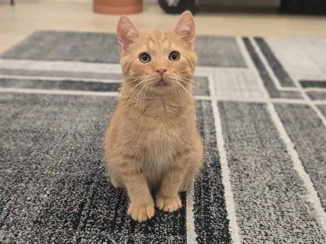 A baby small-sized male Domestic Short Hair cat named Benjamin Button for adoption in Auburn, CA