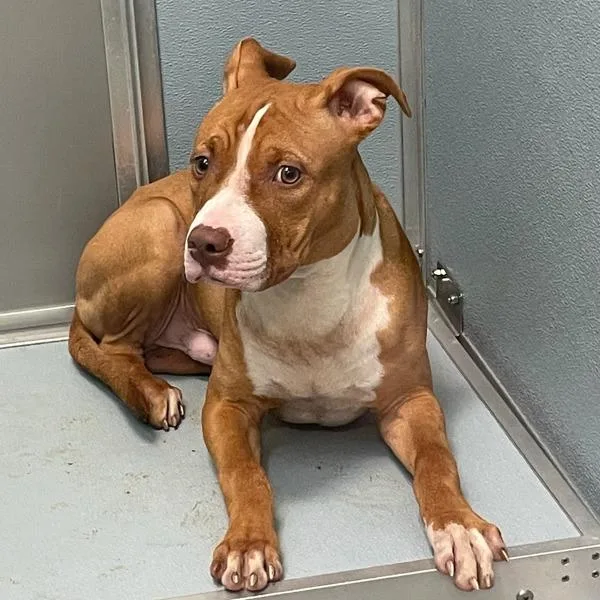 A young medium-sized male Boxer dog named Finley for adoption in Des Moines, IA