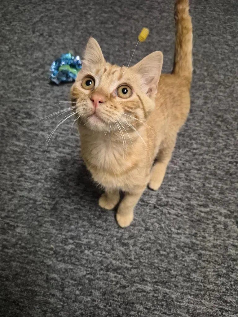 Triscuit